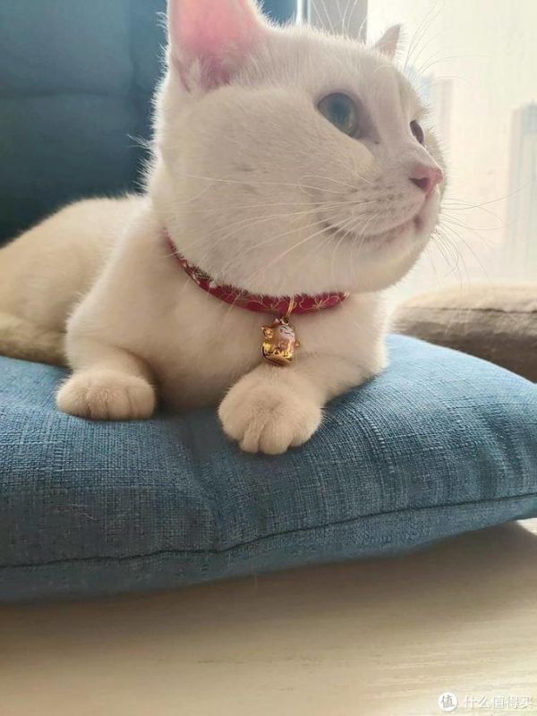 让猫咪化身招财猫。猫:不好意思没这功能。