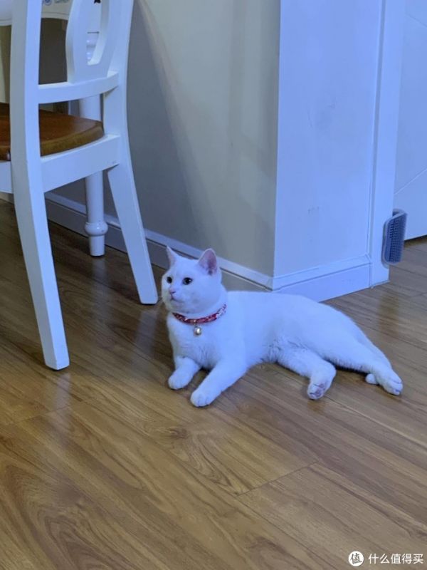 让猫咪化身招财猫。猫:不好意思没这功能。