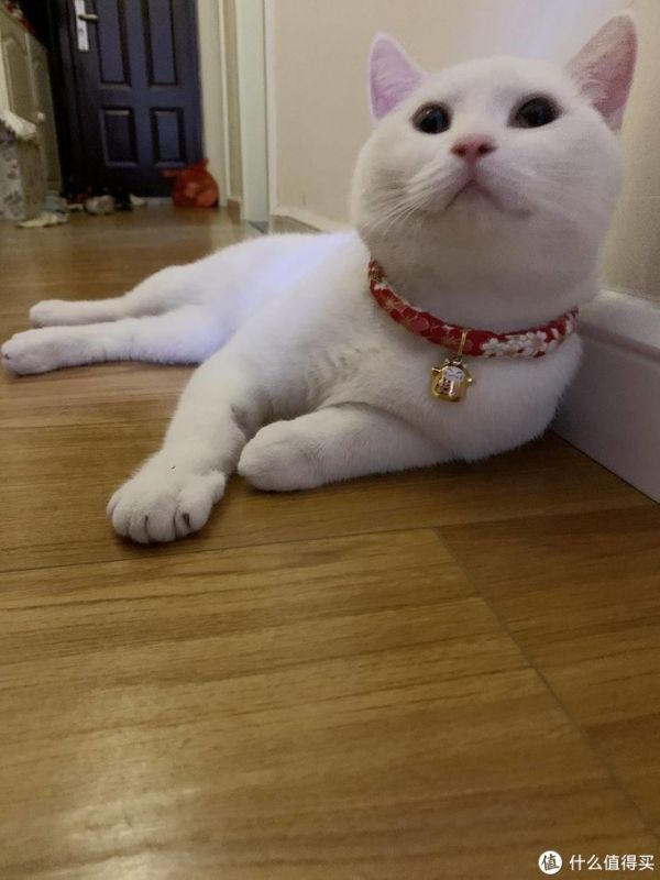 让猫咪化身招财猫。猫:不好意思没这功能。