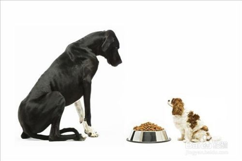 如何选择狗碗，宠物猫狗食盆