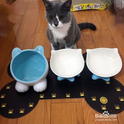 如何选择狗碗，宠物猫狗食盆