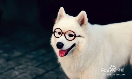 宠物美容师都要具备哪几点