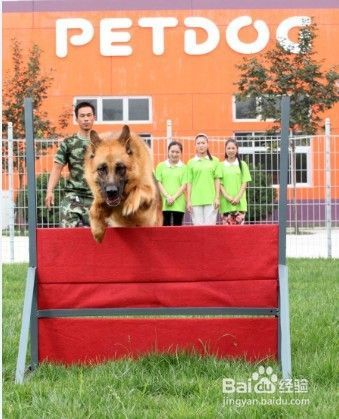 宠物美容师都要具备哪几点