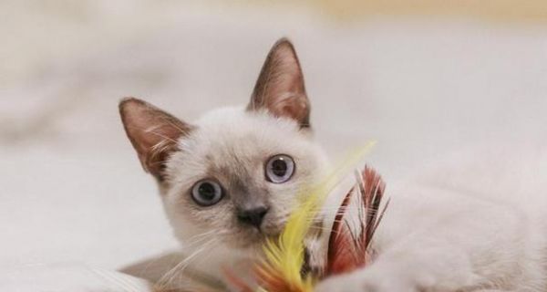 猫咪尾巴中间肿了怎么回事（了解常见疾病）