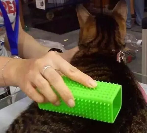 猫咪毛发护理经验总结（猫咪养护指南）