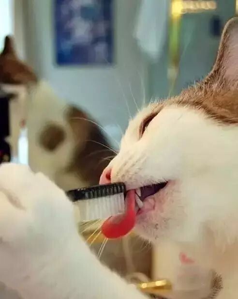 猫咪毛发护理经验总结(猫咪养护指南)