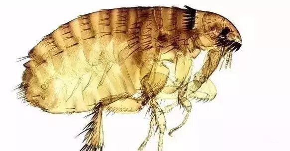 猫咪毛发护理经验总结（猫咪养护指南）