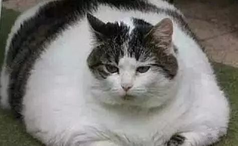 猫咪毛发护理经验总结(猫咪养护指南)