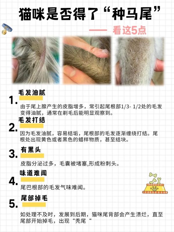 猫咪尾巴油油的怎么办？方法分享！