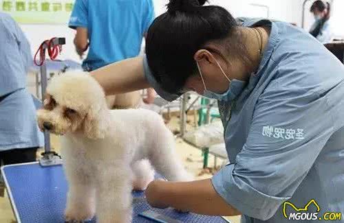 宠物毛发护理，梳理是关键！
