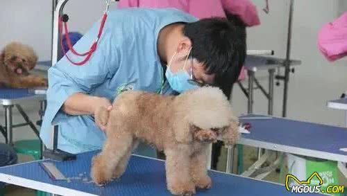 宠物毛发护理，梳理是关键！