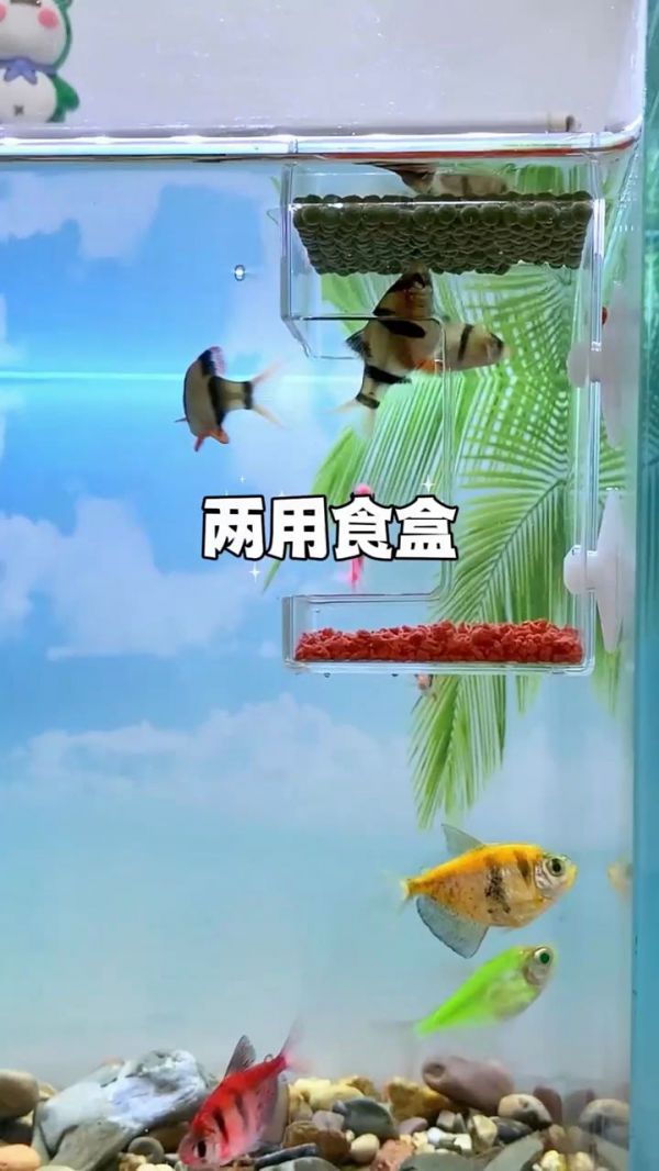 鱼缸过滤系统_鱼粮下沉型_自动喂食器_鱼缸清洁工具_水族箱养鱼技巧_鱼缸底部设计_观赏鱼饲料_鱼食不散落方法_宠物鱼养殖经验分享_鱼缸装饰品与工具