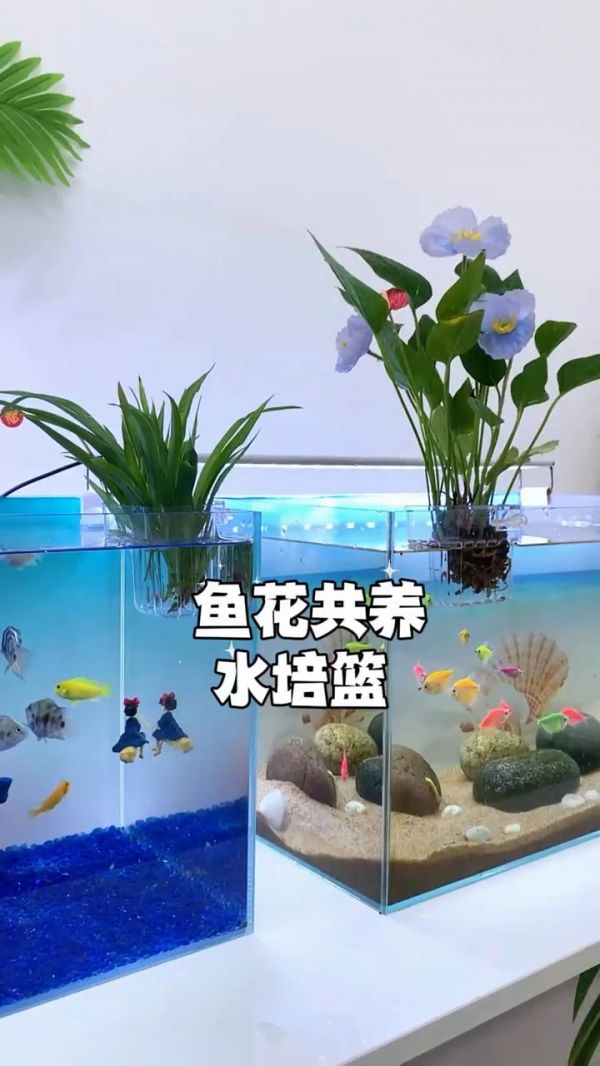 鱼缸水培技术_ 水培植物与鱼缸结合_ 鱼缸水培设备推荐_ 家庭水培植物指南_ 水培植物生长条件_ 鱼缸水循环系统设计_ 鱼缸生态循环系统_ 鱼缸清洁与维护技巧_ 性价比高的鱼缸水培方案_ 水培植物种类推荐。