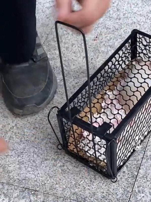 宠物鼠外出包_ 仓鼠外出笼_ 宠物用品店_ 仓鼠用品大全_ 仓鼠旅行必备_ 宠物仓鼠窝_ 宠物仓鼠用品推荐_ 仓鼠外出装备_ 仓鼠外出笼推荐_ 仓鼠旅行包