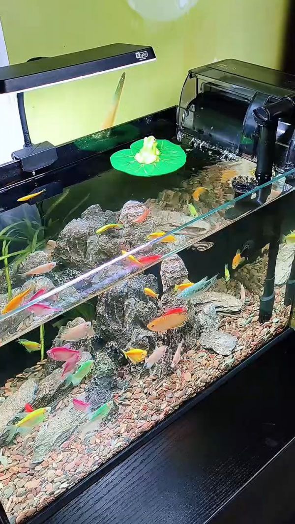 鱼缸过滤器_瀑布过滤器_鱼缸造景设计_鱼缸配件_观赏鱼养殖技巧_鱼缸水泵_水族箱设备_水族箱过滤器_鱼缸维护_水族箱清洁工具