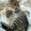 南京领养母狸花猫