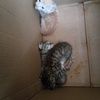 三只家养的小猫满月待领