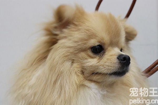 三个月博美狗狗怎么训练定点大小便