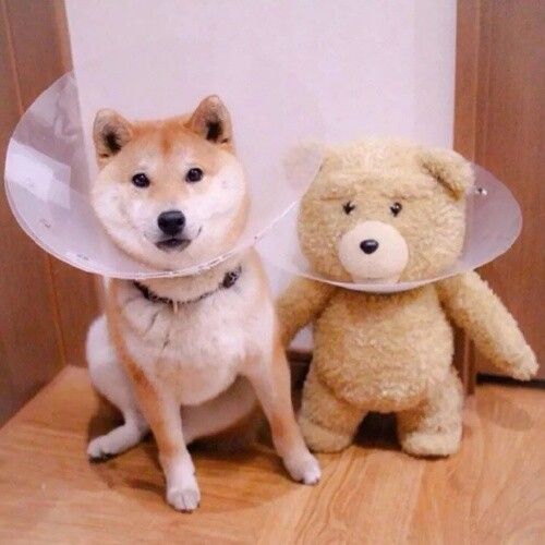 黎明的头像