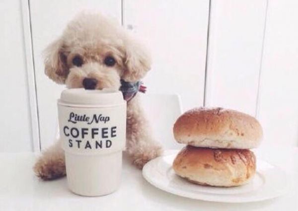 泰迪犬入门训练计划，不知道怎么训练的，可以看过来！