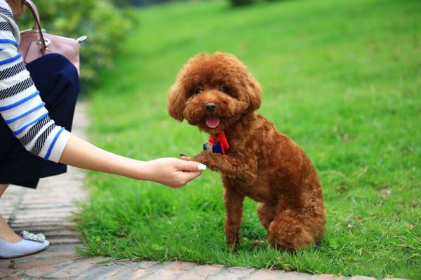 泰迪犬入门训练计划，不知道怎么训练的，可以看过来！