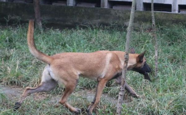 训练宠物定点大小便的方法（如何训练马犬定点大小便）