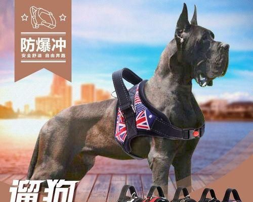 宠物狗狗理疗的好处（为宠物狗狗提供理疗服务的必要性与方法）