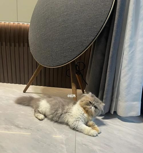 宠物猫安眠药推荐，这个牌子最受欢迎（睡眠不好的猫咪必备）