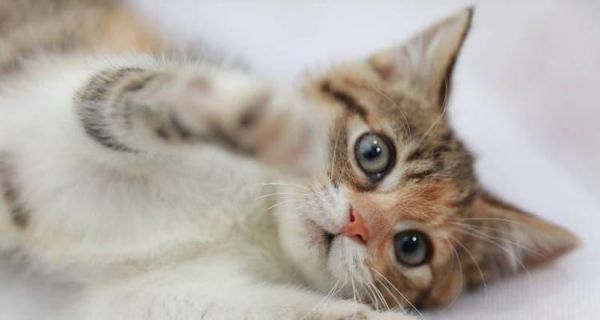 如何应对调皮的宠物猫（从行为训练到环境改善）