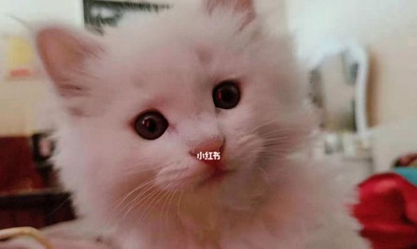 宠物猫为什么容易生病？——探究原因及预防方法