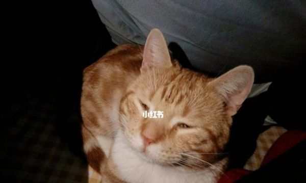 夏天宠物猫为什么爱睡觉（探究猫咪在夏天为何变得懒散）