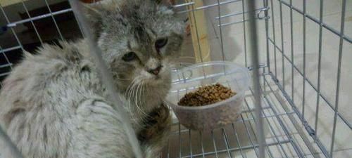 宠物猫受惊吓后拉肚子的原因及处理方法（保护宠物健康）