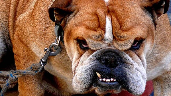 etología canino