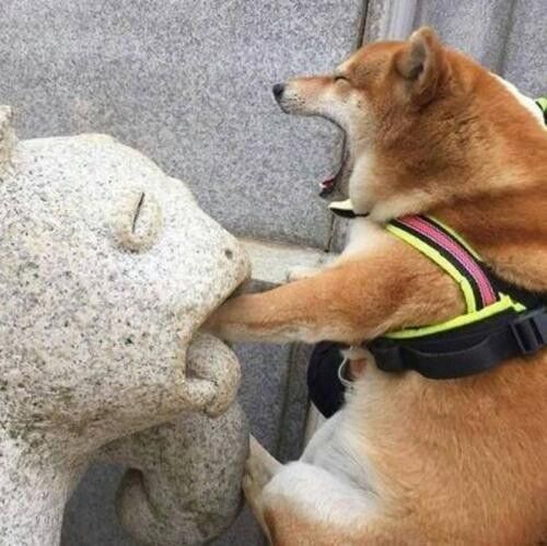 狗交配为什么会锁住?从狗狗生理结构来分析