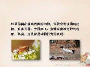 《第2节 动物行为的主要类型》PPT课件(安徽省市级优课).ppt