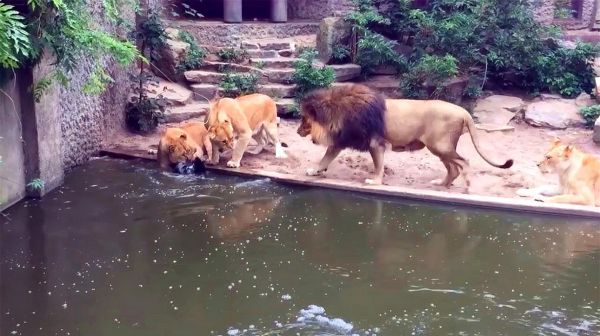 动物世界：狮子猎食苍鹭
