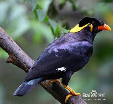 鹩哥怎么分公母