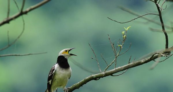 鹩哥饲养指南（以爱宠为主，详解鹩哥的饲养方法）