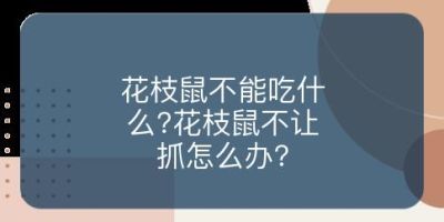 花枝鼠不能吃什么?花枝鼠不让抓怎么办?