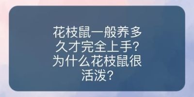 花枝鼠一般养多久才完全上手?为什么花枝鼠很活泼?