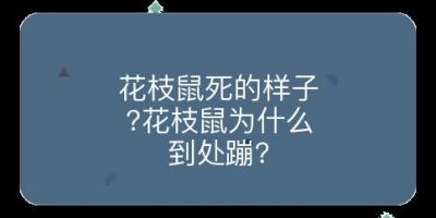 花枝鼠死的样子?花枝鼠为什么到处蹦?