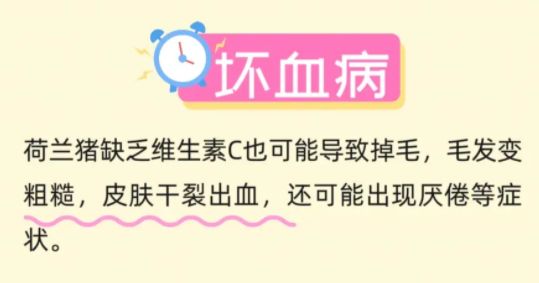 荷兰猪掉毛的六大原因及处理方式，宠物爱好者必看！
