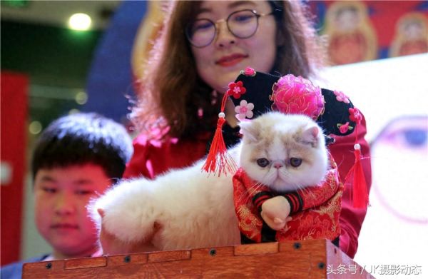 猫咪上演时装秀超萌可爱