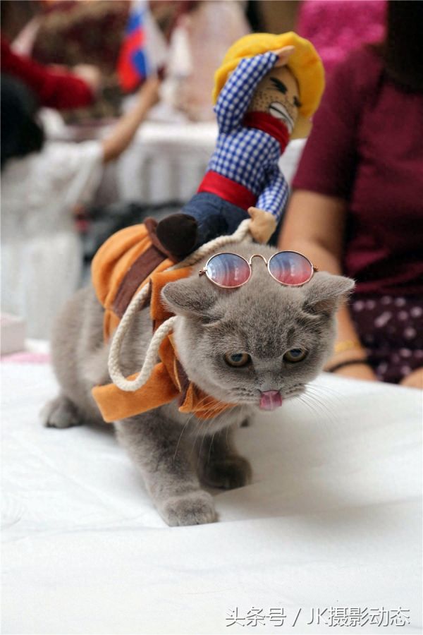 猫咪上演时装秀超萌可爱