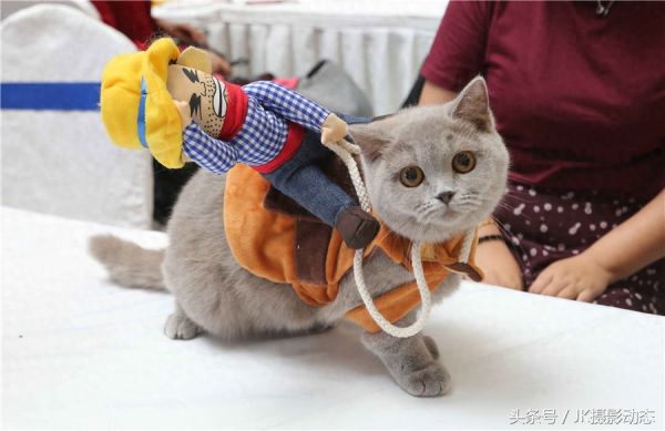 猫咪上演时装秀超萌可爱