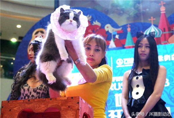 猫咪上演时装秀超萌可爱