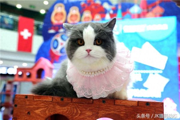 猫咪上演时装秀超萌可爱
