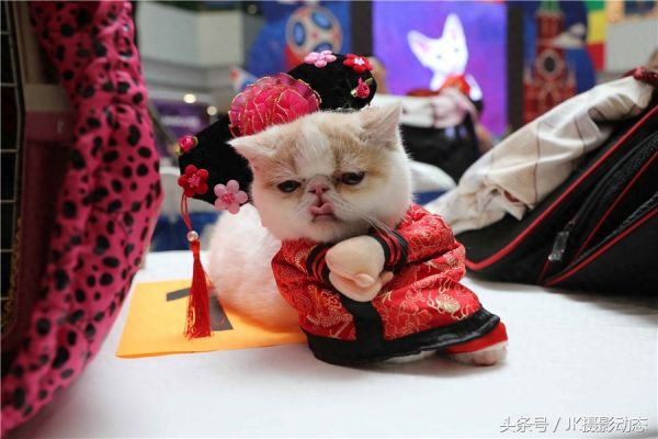 猫咪上演时装秀超萌可爱