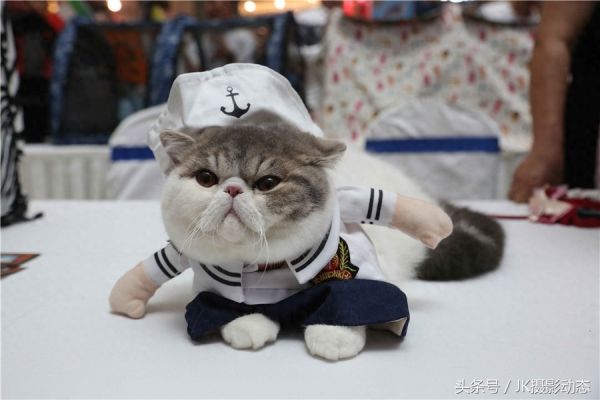 猫咪上演时装秀超萌可爱