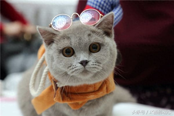 猫咪上演时装秀超萌可爱